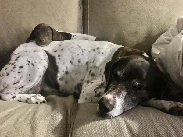 /images/uploads/southeast german shorthaired pointer rescue/segspcalendarcontest2021/entries/21962thumb.jpg